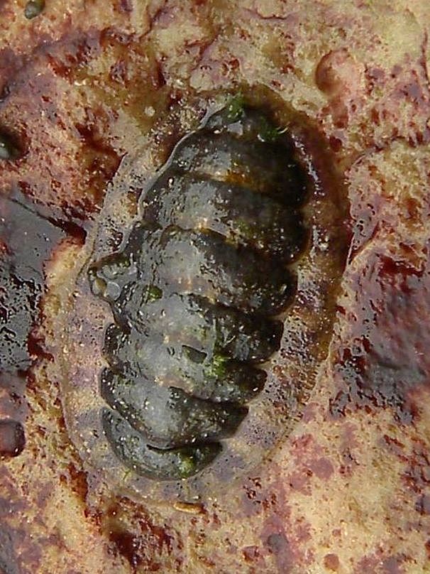 Polyplacophora  Mollusca da identificre.